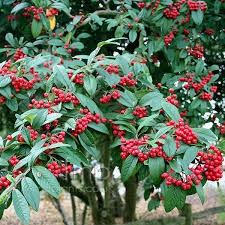 Cotoneaster lacteus (PT7L) 60-70cm