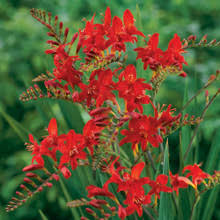 Crocosmia lucifer (PT3L)