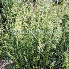 Deschampsia cespitosa (PT2L)