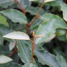 Elaeagnus ebbingei (PT10L) 60-80cm