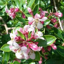 Escallonia apple blossom (PT7.5L) 30-40cm
