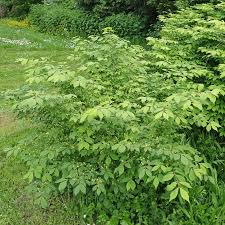 Euonymus alatus (PT5L) 40-60cm