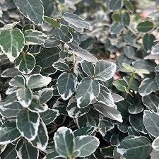 Euonymus emerald gaiety (PT3L)