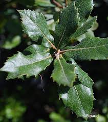 Quercus ilex (PT50L) 180-200cm