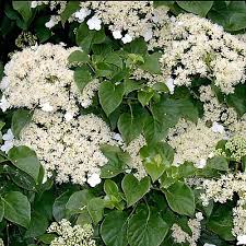 Hydrangea petiolaris (FR100) 80-100cm