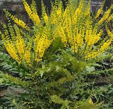 Mahonia japonica (PT5L) 40-50cm