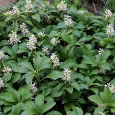 Pachysandra terminalis (PT2L)