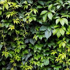 Parthenocissus quinquefolia