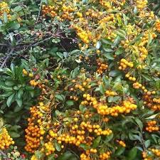 Pyracantha Mixed (PT5L) 40-50cm
