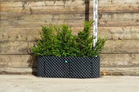 Taxus baccata (TR100) 60-80cm