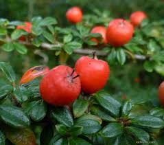 Cotoneaster conspicus decorus (PT2L)