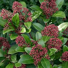 Skimmia Rubella