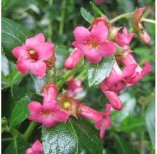 Escallonia rubra (PT10L) 40-50cm