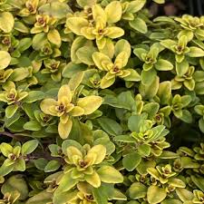 Thyme archers gold (PT2L)