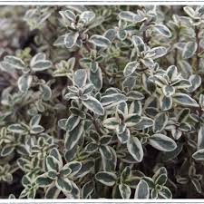 Thyme silver posie (PT2L)