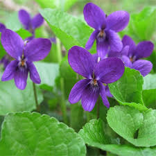 Viola odorata (PT2L)