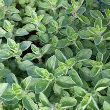 Marjoram Sweet (PT2L)