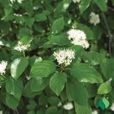 Cornus amomum (PT5L) 30-40cm