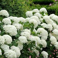 Hydrangea Arb. Annabelle (PT7.5L) 40 - 60cm