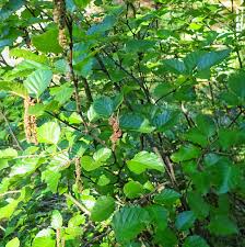 Alnus Americana (PT100L) G 18-20