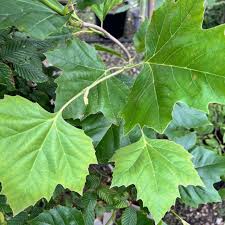 Alnus Hispanica (PT100L) G 20-22