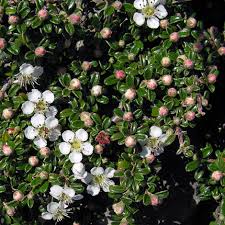 Cotoneaster intergrifolius (FR100) 125-150cm