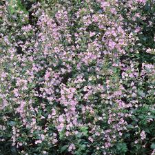 Calamintha nepeta (PT2L)