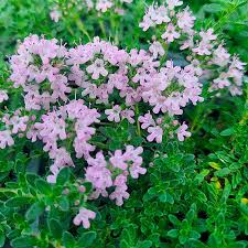 Thyme Pink Chintz (PT2L)