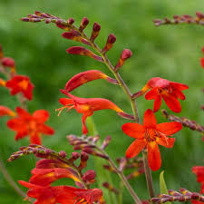 Crocosmia Carmine Brilliant (PT3L)