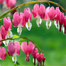 Dicentra spectabilis (PT3L)