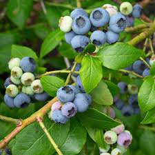 Vaccinium Top Hat (PT3L) 20-30cm
