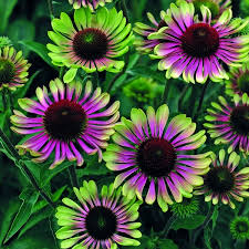 Echinacea twister (PT2L)