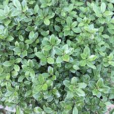 Pittosporum tenuifolium (PT10L)  40-50cm