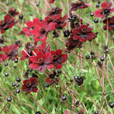 Cosmos atrosanguineus (PT2L)