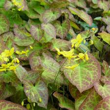 Epimedium sulphureum (PT2L)