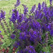 Salvia nem. Viola Klose (PT2L)