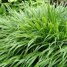 Hakonechloa macra (PT2L)