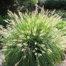 Pennisetum alopecuroides hameln (PT2L)