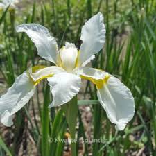 Iris sibrica Snow Queen (PT2L)