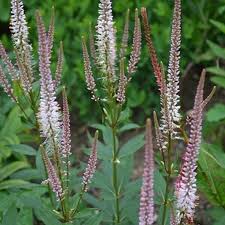 Veronicastrum virg. Pink Glow(PT2L)