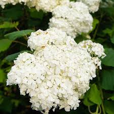 Hydrangea pan. Silver Dollar (PT7.5L)  40-50cm