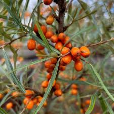 Hippophae Rhamnoides (PT3L) 40-50cm