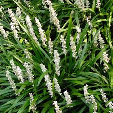 Liriope muscari monroe white (PT2L)