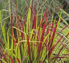 Imperata Cylindra Red Baron (PT2L)