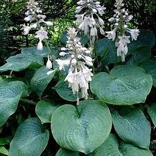 Hosta Sieboldiana Elegans (PT2L)