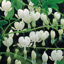 Dicentra Spectabilis Alba (PT2L)