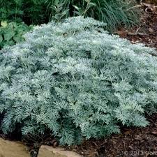 Artemisia Powis Castle (PT3L)