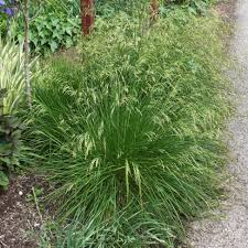 Deschampsia cespitosa Goldau (PT2L)