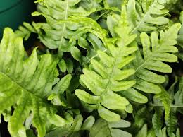 Fern Polypodium vulgare (PT2L)