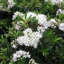 Hebe champagne (PT2L)